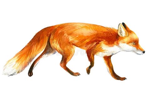 Fox Walking Drawing, Jumping Fox Illustration, Fox Den Drawing, Fox In Forest Drawing, Running Fox Illustration, Running Drawing, Fox Running, Running Illustration, Walking Poses