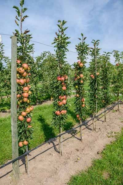 How To Create A Garden Orchard With Only Five Fruit Trees. Fruit Trees Garden Design, Backyard Orchard, Fruit Trees Backyard, Garden Orchard, Espalier Fruit Trees, Fruit Tree Garden, Fruit Orchard, Orchard Garden, Building A Raised Garden