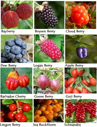 Berries in multitude of shapes, sizes, flavors and grow from the arctic into the tropics. Growing Berries In Containers, Berry Bushes Garden Ideas, List Of Berries, Edible Berries, Honey Berry, Fruit Trees In Containers, Types Of Berries, Berry Garden, Wild Food Foraging