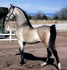 Rare Horse Colors, Cai Arabi, Regard Animal, Buckskin Horse, Regnul Animal, Rare Horses, American Saddlebred, Akhal Teke, Most Beautiful Horses