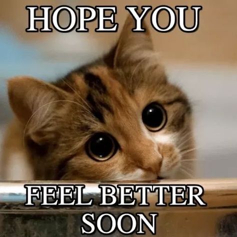 Get Well Soon Cat, Soon Meme, Get Well Soon Quotes, Hope Youre Feeling Better, Get Well Soon Messages, Feel Better Soon, Get Well Quotes, Good Morning Funny Pictures, Get Well Wishes