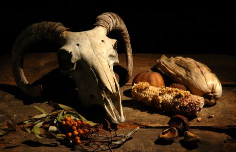 animal skull still life ps | christopher ford | Flickr Skull Oddities, Skull Still Life, Skull Real, Skull Taxidermy, Sheep Skull, Pagan Decor, Goat Skull, Alternative Decor, Ram Skull