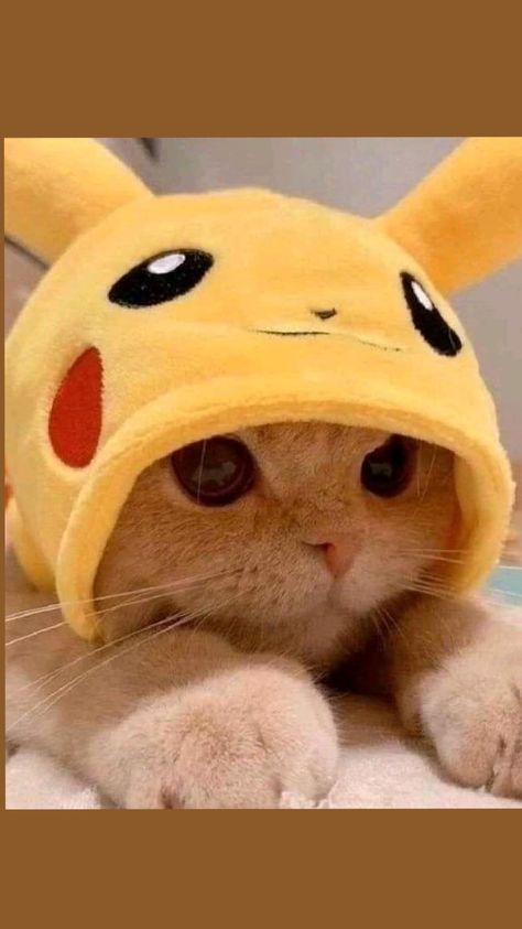 Pikachu, A Cat