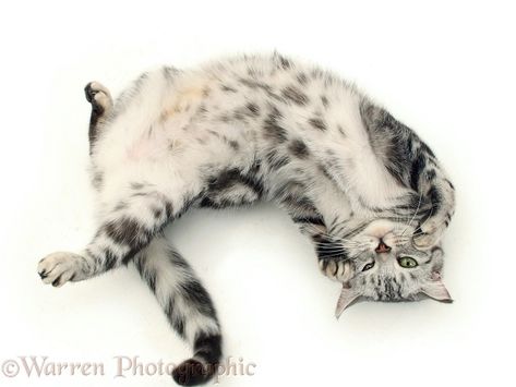 Cat Top View, British Shorthair Silver Tabby, Cat Asleep, Silver Tabby Cat, Cat Roll, Female Cat, Cat Reference, Cat Top, British Shorthair