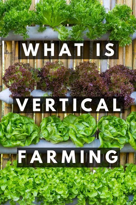 Garden 101, Vertikal Garden, Herb Garden Wall, Vertical Garden Wall Planter, Wall Gardens, Regrow Vegetables, Vertical Farm, Vertical Vegetable Gardens, Indoor Farming