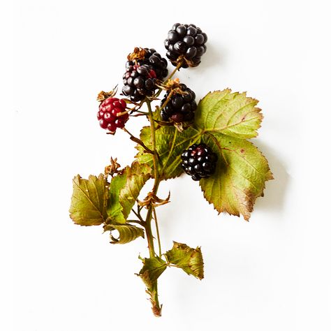 VILD MAD : Blackberry Blackberry Reference, Blackberry Aesthetic, Blackberry Branch, Blackberry Flower, Blackberry Vine, Blackberry Plant, Blackberry Tattoo, Forest Inspiration, Blackberry Bramble