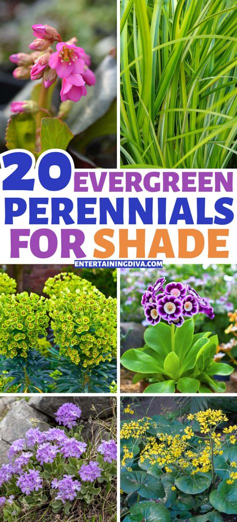 Planters For Shade, Colorful Perennials, Evergreen Perennials, Perennials For Shade, Evergreens For Shade, Shade Loving Flowers, Year Round Flowers, Lily Turf, Shade Landscaping