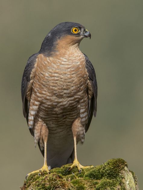 Sparrow Hawk, British Garden, Garden Birds, Bird Artwork, African Wildlife, Tomb Raider, Bird Garden, Birds Of Prey, Animal Photography