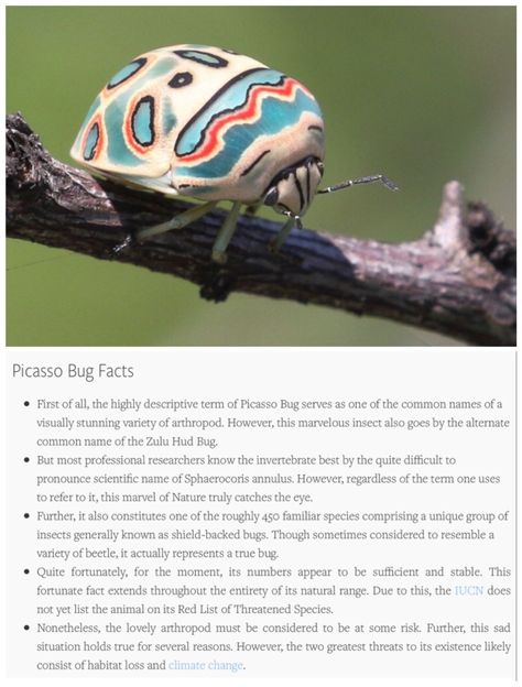 Cool Bug Facts, Bug Facts, Unusual Animal Friendships, Animal Friendships, Cool Insects, Cool Bugs, Interesting Animals, Beautiful Bugs, A Monkey