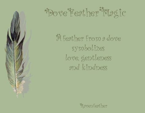 Dove feather magic Dove Feather, Feather Magic, Feather Meaning, Angel Feathers, Animal Spirit Guides, Animal Medicine, Hedge Witch, Feather Art, Colorful Feathers