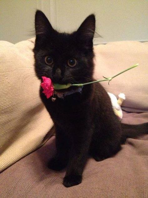 Cat Obsession, Funny Cat Photos, Cat Flowers, A Black Cat, Cute Cats And Kittens, Cute Kittens, Silly Cats, Cool Pets, Beautiful Cats