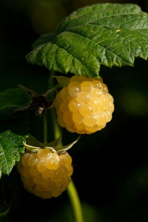 Explore the delightful world of gold raspberries, where their unique hue and sweet flavor offer a fresh twist on a classic favorite. Perfect for adding a touch of elegance to your fruit salads or simply enjoying as a snack, these golden gems bring a burst of sunshine to your plate. Fruit Photography, Beautiful Fruits, Delicate Beauty, Fruit Garden, Exotic Fruit, Delicious Fruit, Fruit And Veg, Fruits And Veggies, Fruit Trees