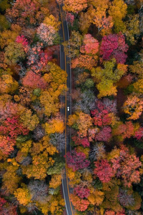 fall foliage drives usa Usa Vacation Destinations, Blackwater Falls State Park, Blackwater Falls, Virginia Fall, Purple Leaves, Mesa Verde National Park, Fall Road Trip, New England Fall, Capitol Reef National Park