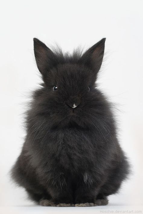 Nosara, Black Bunny, Black Rabbit, Fluffy Bunny, Funny Bunnies, Baby Bunnies, Sweet Animals, Animal Planet, 귀여운 동물