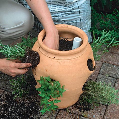 Strawberry Pot, Growing Raspberries, Strawberry Pots, Container Herb Garden, Strawberry Planters, Herb Containers, Strawberry Plants, Fine Gardening, Patio Plants