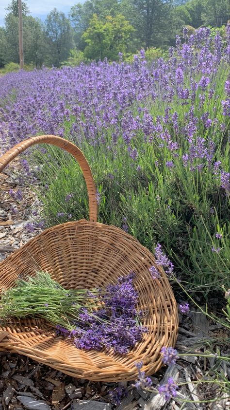 lavendar Lavender Picking, Lavender Festival, Lavanda Aesthetic, Lavenders Blue Dilly Dilly, Lavender Cottage, Lavender Aesthetic, Lavender Farm, Nothing But Flowers, Flower Therapy