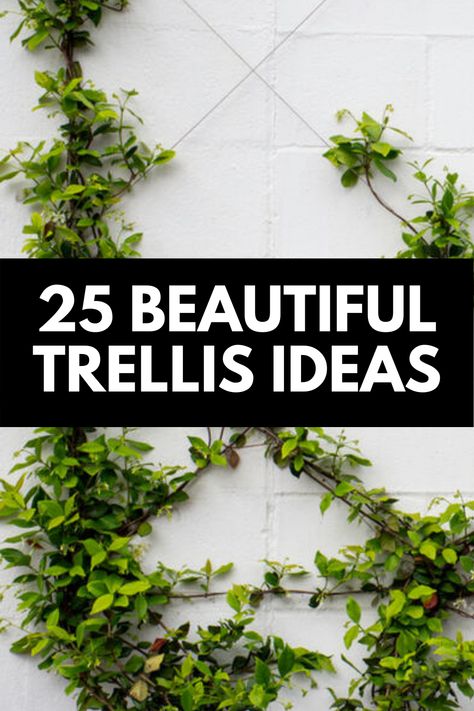 Trellis Ideas On House, Lattice Vertical Garden, Lattice With Vines, Vine Trellis On House, Trellis Ideas For Wisteria, Ivy Trellis Wall Diy, Outside Trellis Ideas, Pool Trellis Ideas, Vine Structure Trellis Ideas