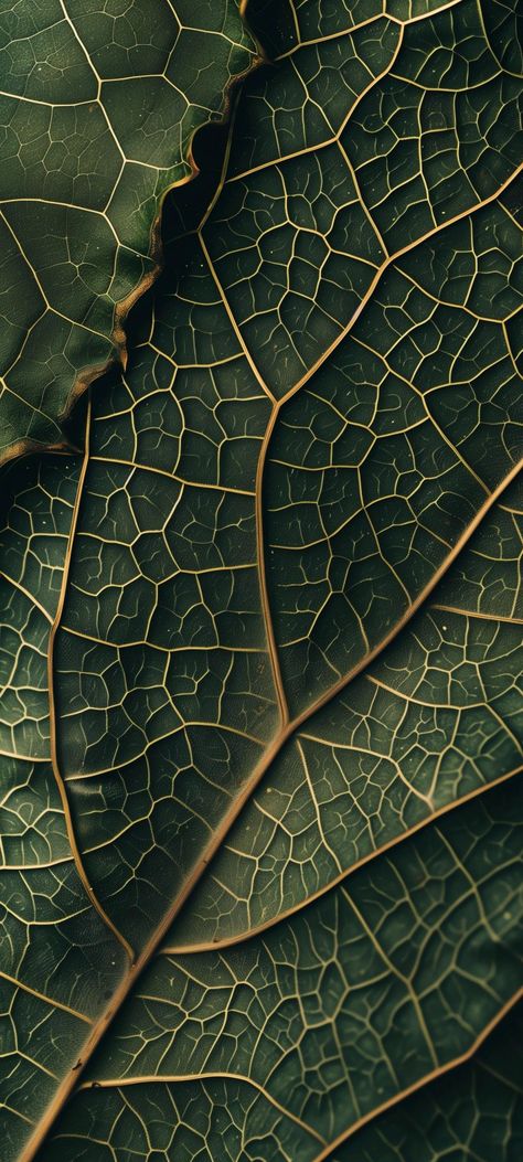 Pattern From Nature, Nature Inspired Patterns, Repeating Patterns In Nature, Nature Texture Photography, Earth Astethic, Natural Patterns In Nature, Patterns In Nature Geometric, Patterns In Nature Texture, Texture Photography Ideas