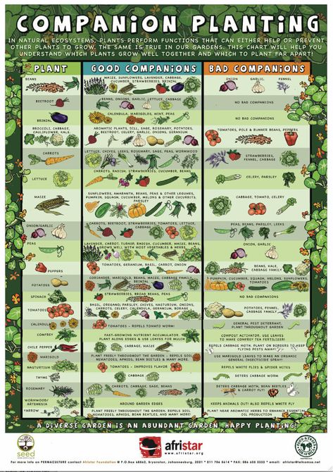 Kebun Herbal, Companion Planting Guide, Companion Planting Chart, Companion Gardening, Garden Companion Planting, Vegetable Garden Planner, Garden Layout Vegetable, Vegetable Garden Planning, Backyard Vegetable Gardens