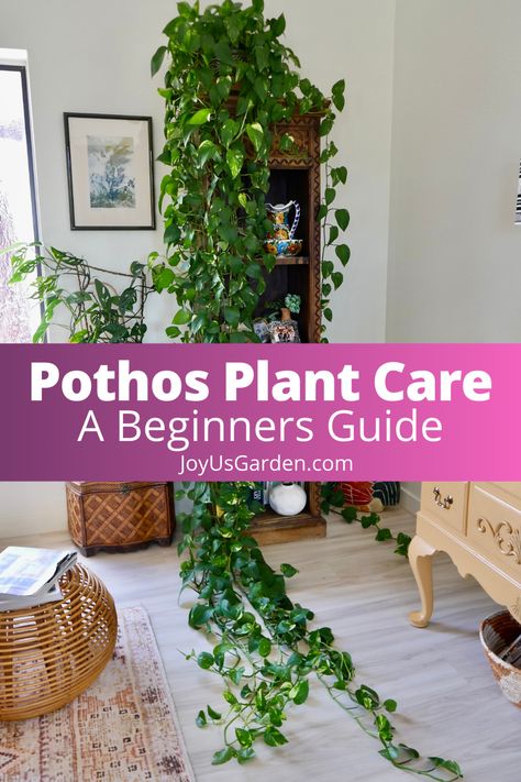 Pothos Leaves Turning Yellow, Pothos Propagation, Hanging Houseplants, Pathos Plant, Pothos Varieties, Pothos In Water, Inside House Plants, Pothos Care, Houseplants For Beginners