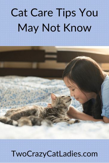 Many people think cats are easy pets to care for. While kitties are different than dogs in terms of how we care for them, they are not pets that we can just ignore. If you’re new to being a cat parent or just looking for more ways to help your kitty, here are some cat care tips for you. Caring For Cats, Cat Tips Indoor, Kitty Care, Cat Tips, Cat Hygiene, New Cat Owner Tips, How To Take Care Of A Cat, How To Take Care Of Cats, Cat Health Tips