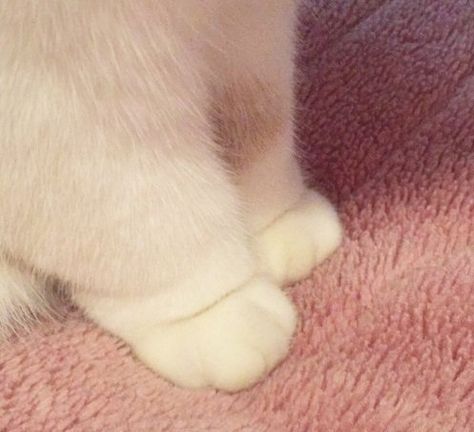 Fluffy paws because reasons - Album on Imgur Fat Cats, Cat Paws, Cute Creatures, Crazy Cat Lady, 귀여운 동물, Animals Friends, White Cat, Crazy Cats, Cool Cats