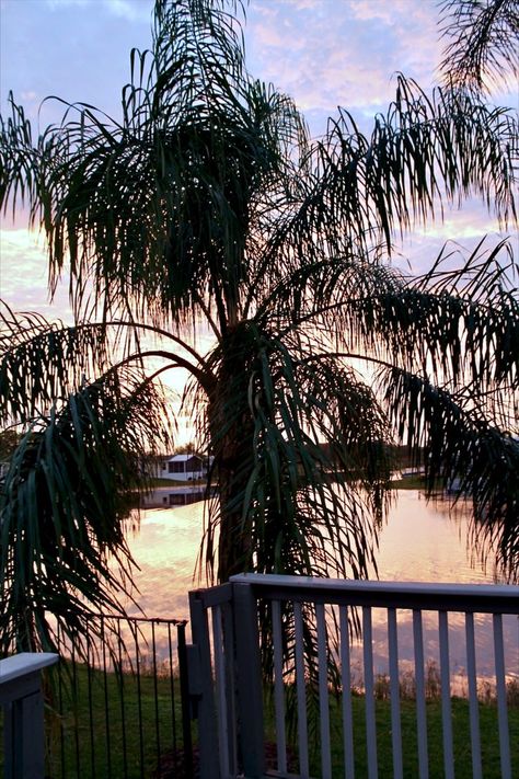 January sunrise from my deck in Saddlebag Lake Resort, Lake Wales Florida Lake Wales Florida, Lake Resort, The Reflection, The Clouds, So Pretty, Saddle Bags, Wales, Florida, Lake