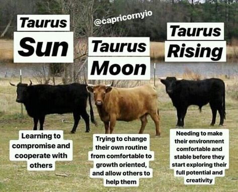 Taurus Things, Taurus Aesthetic, Taurus Ascendant, Taurus Zodiac Quotes, Zodiac Leo Art, Taurus Rising, Taurus Sun, Sun Moon And Rising, Taurus Memes