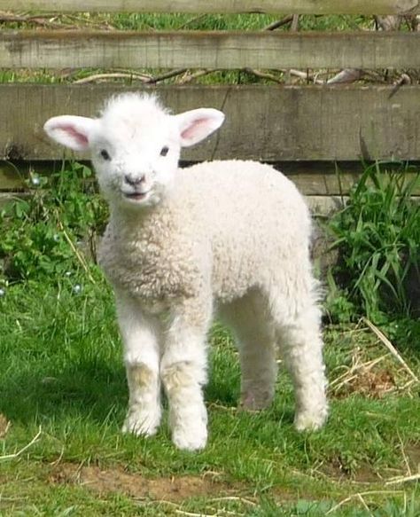 Small Sketchbook, Regnul Animal, Baby Sheep, Baby Lamb, Sheep And Lamb, Cute Sheep, Baby Goats, Cute Animal Pictures, Sweet Animals