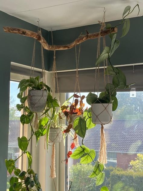 Hanging Plants In Room Aesthetic, Simple Plant Decor, Grow Light Plant Set Up, Plants In Macrame Hangers, Hanging Bar For Plants, Hanging Plants In Corner, Plant Shelf Over Door, Plants Over Mirror, Hanging Indoor Garden