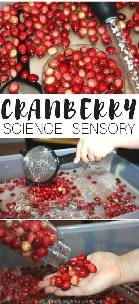 Activity Preschoolers, Thanksgiving Sensory, Thanksgiving Science, Thanksgiving Play, Thanksgiving Stem, Preschool Food, Thanksgiving Activities Preschool, Cranberry Thanksgiving, November Activities