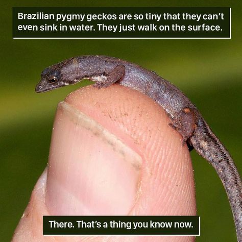 Animal-Facts-Weird Nature Weird Animal Facts, Funny Animal Facts, Animal Facts Interesting, Animal Facts For Kids, Facts About Animals, Creepy Animals, Fun Facts About Animals, Unusual Facts, Animals And Plants