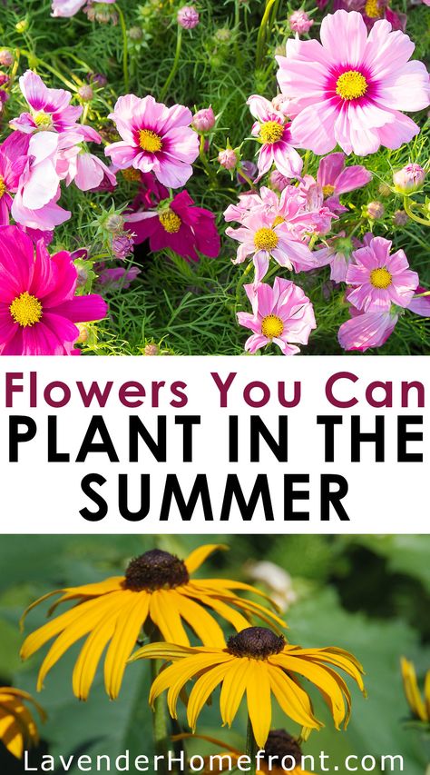 Check out this great guide to flowers you can plant in the summer that will bloom through fall. It's not too late to have a beautiful and vibrant summer flower garden Flowers To Plant In Summer, Partial Sun Flowers, Fall Garden Planting, Summer Planting, Summer Blooming Flowers, Fall Flowers Garden, Flowers To Plant, Late Summer Flowers, Fall Gardening