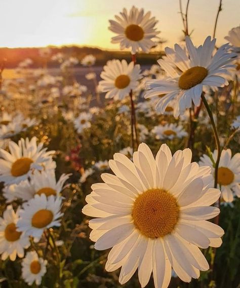 Daisy White Aesthetic, Aesthetic Flowers Photography, Marguerite Core, Plants Astethic, Spring Asthetics Photos, White Daisy Aesthetic, Daisy Core Aesthetic, Flowers Aesthetic Pastel, Flower Asthetics Photos