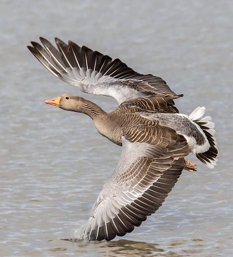 Aquatic Birds, Male Portrait Poses, Duck Pictures, Bird Watcher, Flying Geese, Bird Sculpture, Bird Photo, Male Portrait, Animals Of The World