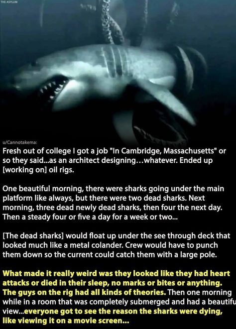 Over on Reddit, deep sea enthusiasts, sailors, and former Navy folks are sharing scary stories of deep sea terrors. From giant beasts in watery depths to bizarre finds in the great, wide ocean, here are a few creepy stories about the sea to keep you on dry land for a long, long time. #oceanterrors #seafarerstories #deepseamysteries #sailortales #marinehorror #creepysea #underwaterunknowns #nauticalnightmares Terrifying Ocean Pictures, Deep Sea Scary, Creepy Ocean Facts, North Sea Scary, Scary Ocean Videos, Scary Ocean Facts, Creepy Sea Creatures, Creepy Facts Scary, Scary Stories With A Twist