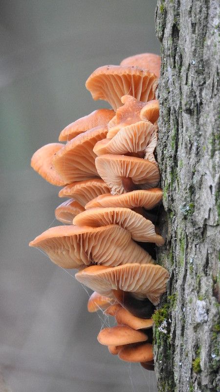 Fungi | Eero Kiuru | Flickr Cordyceps Mushroom, Lion's Mane Mushroom, Cordyceps Sinensis, Types Of Fungi, Mushroom Images, Mushroom Pictures, Chaga Mushroom, Plant Fungus, Lion's Mane