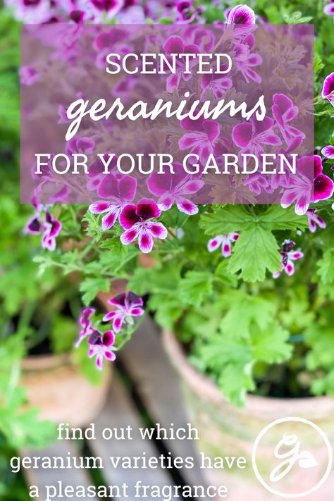 Try some of the hundreds of types of scented geraniums as container plants, house plants, and in hot climates, as perennials. Scented Geraniums Plants, Herbal Tea Garden, Plants House, Geranium Plant, Scent Garden, Tea Gardens, Scented Geranium, Inside Garden, Garden Bugs