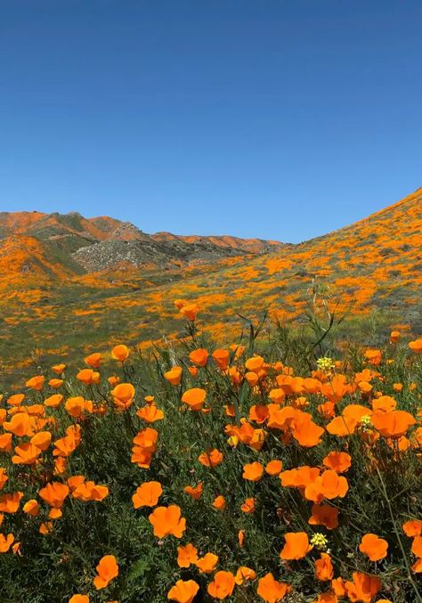 National Park Landscapes, California Poppy Field, Small Town California, California Nature Aesthetic, Northern California Aesthetic, National Parks Aesthetic, California Superbloom, Hiking In California, Antelope Valley Poppy Reserve