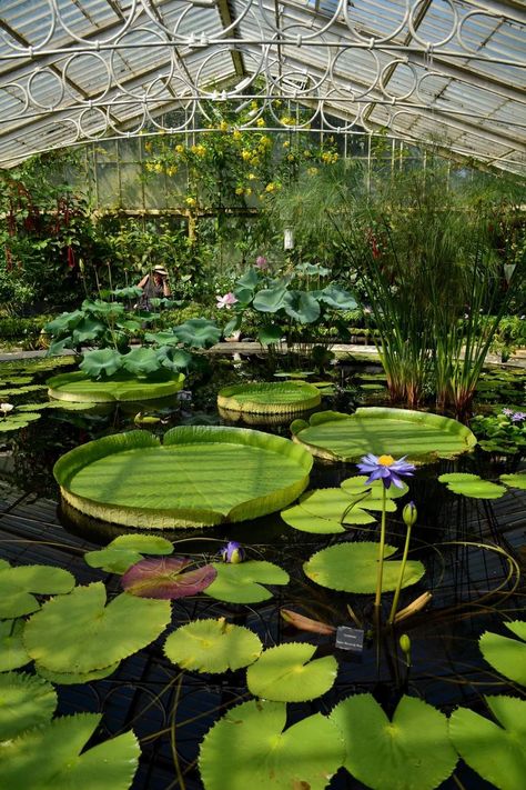 Kew Gardens Greenhouse, Kew Gardens Aesthetic, Cozy Car Interior, House Garden Design, Wallpaper Cozy, Cozy Car, Kew Gardens London, Ideas Garden Design, Outside Garden