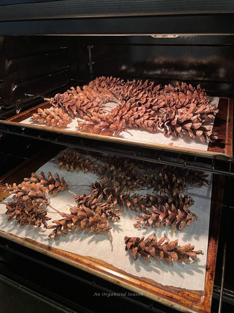 How to Preserve Pine Cones for Indoor Use - An Organized Season Cleaning Pinecones, Giant Pine Cones, Sugar Pine Cones, Large Pine Cones, Pine Needle Crafts, Pinecone Crafts Christmas, White Pine Tree, Christmas Pine Cones, Pine Leaf