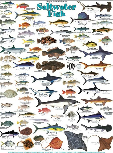 Types of salt water fish.  www.facebook.com/groups/nauticalboss Fish Chart, Marine Creatures, Salt Water Fishing, Salt Water Fish, Saltwater Fish, Fishing Techniques, Fishing Knots, Fishing Supplies, Types Of Fish