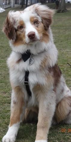 Full Grown Australian Shepherd, Australian Shepard Puppy Aesthetic, Australian Shepherd Brown And White, Red Aussie Shepherd, Aussie Dogs Australian Shepherd, Australian Shepherd Mixed With Lab, Aesthetic Australian Shepherd, Astralin Shepherd, Australian Shepherd Puppy Aesthetic