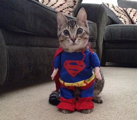 Gatto Carino, Cat Halloween Costume, Pet Halloween Costumes, Super Cat, Cat Costumes, Pet Costumes, Silly Cats, Funny Animal Pictures, Halloween Cat