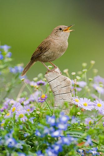 House wren in flowers #LivingLifeInFullBloom hospitality to the wild #birds #messengersFromHeven House Wren, Kinds Of Birds, Backyard Birds, All Birds, Pretty Birds, Little Birds, Wonderful Day, Little Bird, Wren