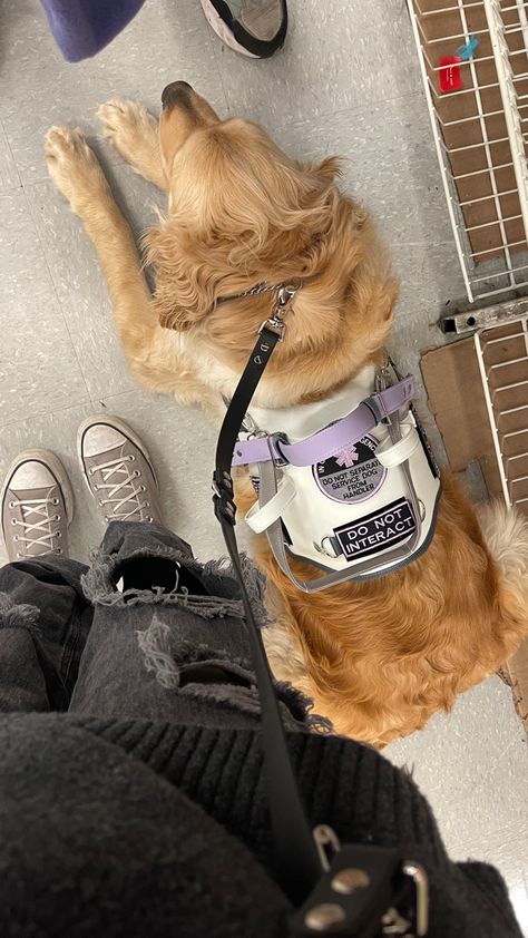 Do Not Pet Dog Vest, Cute Service Dogs, Service Dog Golden Retriever, Golden Retriever Service Dog Aesthetic, Psychiatric Service Dog Gear, Guard Dog Aesthetic, Dog Trainer Aesthetic, Service Dog Gear For School, Cute Service Dog Vest