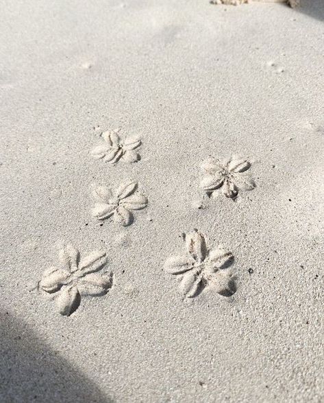 Beach Icon, Beach Flowers, Hawaii Beaches, Sand Art, Beige Aesthetic, Island Girl, Summer Wallpaper, Summer Pictures, Beach Aesthetic