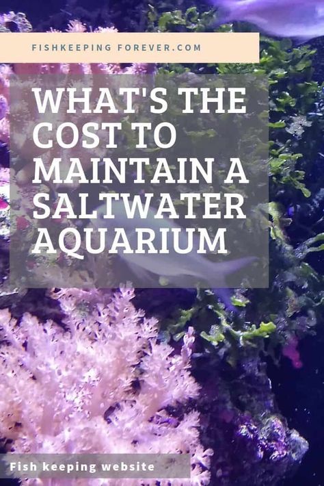 Aquarium Saltwater, Unique Fish Tanks, Aquarium Set, Saltwater Aquarium Fish, Saltwater Fish Tanks, Marine Tank, Aquarium Setup, Salt Water Fish, Saltwater Tank