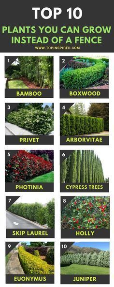 Yard Privacy, Privacy Plants, Natural Fence, Privacy Landscaping, Backyard Fence, Backyard Privacy, Farmhouse Landscaping, Cypress Trees, Backyard Fences