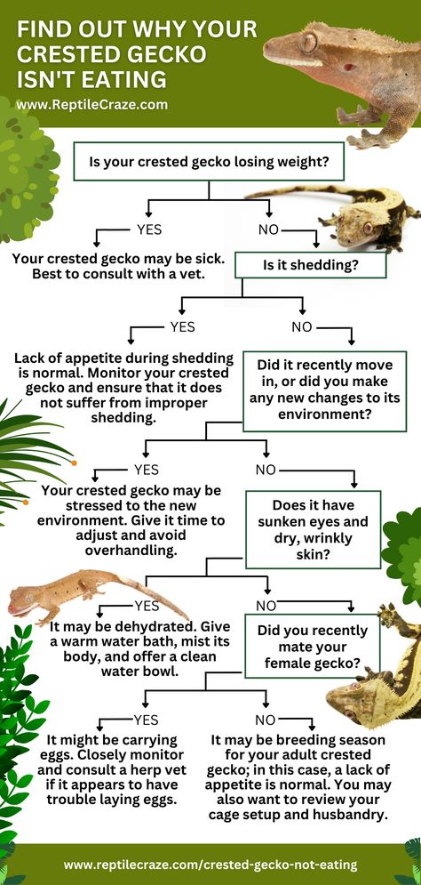 Sticky Gecko, Crested Gecko Care, Gecko Habitat, Lizard Types, Bio Notes, Gecko Food, Yuan Ti, Gecko Terrarium, Crested Geckos